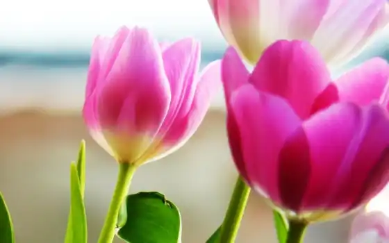 ретро, тюльпаны, анал, тюльпанов, весна, полный, весенние,