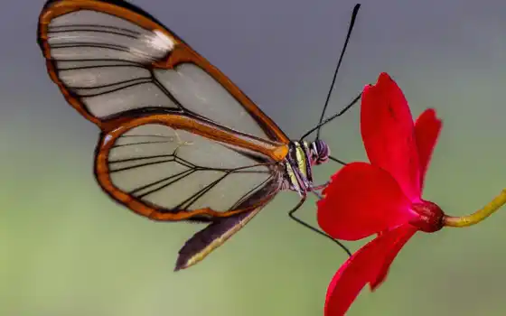 бабочка, glass, цветы, motylka, природа, warm, гр, крыло, лепесток, greta, ото