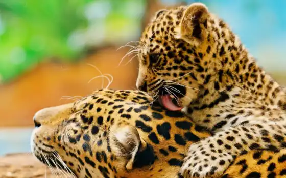 animal, леопард, хищник, jaguar, cow, steam, тигр, zhivotnye, kartinkioboi, armadillo, ствол