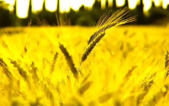 поле, пшеница, колосок, stoloboi