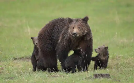 grizzly, медведь, таблице, одно, этого, картинку, higher, природа, детёныш, black, 