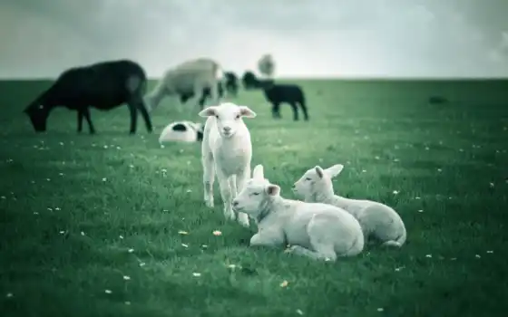 овцы, фураж, корова