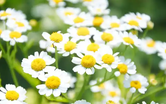 цветы, yellow, daisy