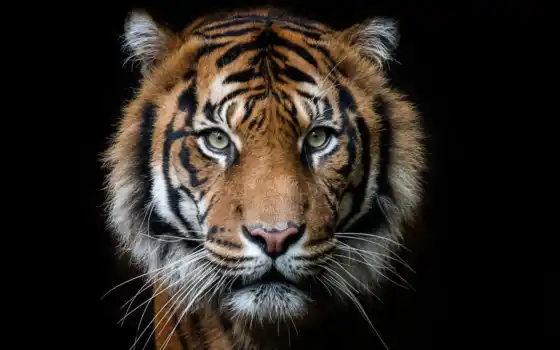 тигр, черный, ай, глаза, портрет