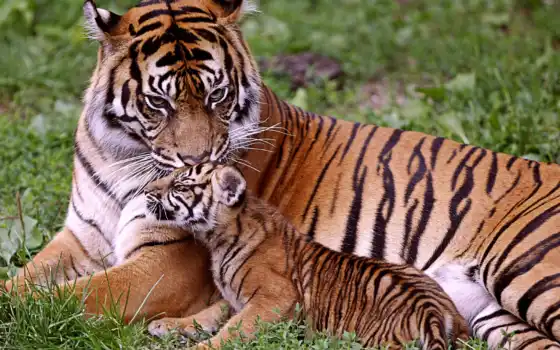 тигр, детеныш, тигрица, животное