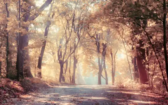 сыты, деревья, дорога, листья, осень, пейзаж, лучи солнца, природа, гимназия, компüteriniz,