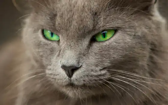 глазами, кот, серый, зелёными, кошки, кота, 