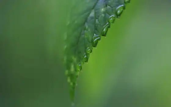 water, зелёный, drop, природа, widescreen, desktop, 
