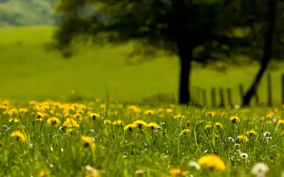 одуванчик, поле, трава, природа