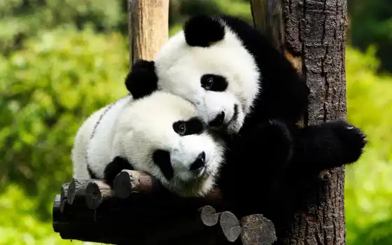 панда, панды, 