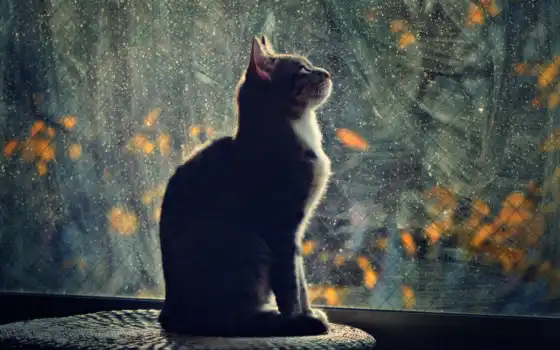 окно, смотрит, кот, 