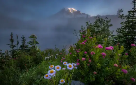 гора, цветы, цвета, поляна, туман, снег, природа, небо, озеро, хороший, дерево