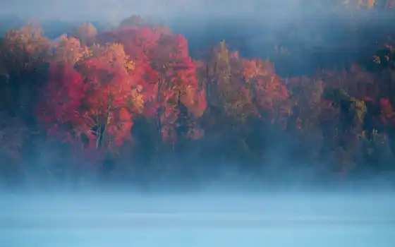 осень, дерево, день, река, искусство, родословие, сень, линия, ретро