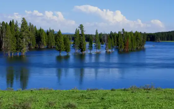 озеро, лес, россия, заставок, дерево