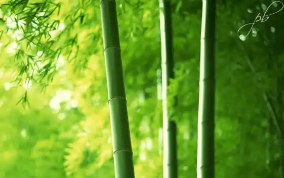бамбук, бамбуковые, листва, лес, макро, красивые, 
