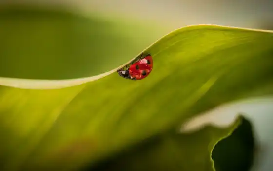 high, ladybug, desktop, насекомые, insects, widescreen, mobile, растение, wxga, 