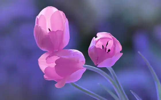 тюльпан, цветы, три, весна