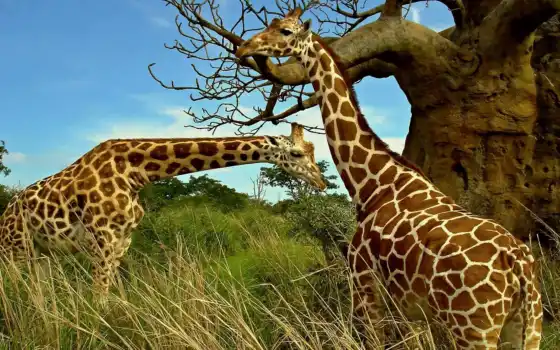 Жираф, животное, живые, сари, редкие, галерея, два, природа, арика, дикий