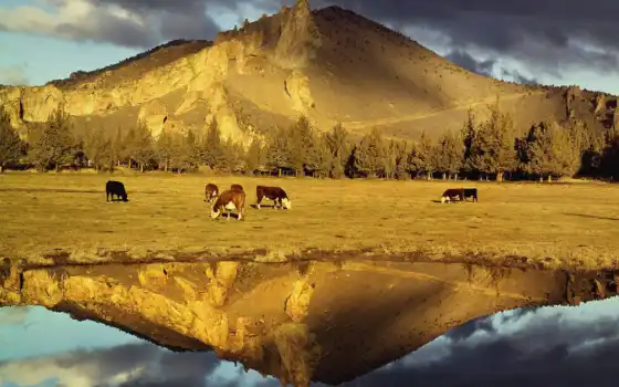 воде, отражение, красивых, коровы, подборка, девушек, красивые, людей, красивое, 