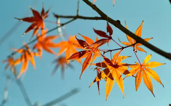 осень, ветвь, рыжие, полиэтиленовые, фон, разрешение, рабочий стол,