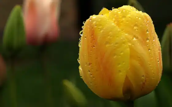 тюльпан, желтый, цветок, tulips, капли, макро, desktop, nen, hinh, 