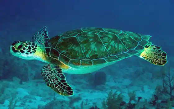 черепаха, marine, зелёный, череп, ocean, chelonia, myda, море, плывёт