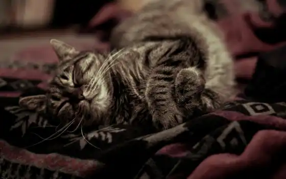 кошачья, горнолыжный, уютно, скачива, спящий, каска, выбирают, грида, резолюции, меньше,