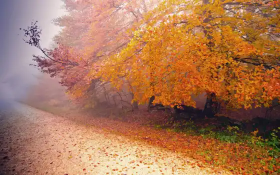 осень, туман, дорога, природа, дерево, 