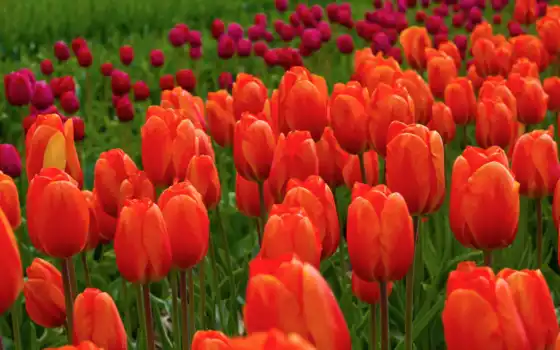 тюльпаны, весна, кровеносный, четвертый, за плечами, весенние, марш, пара,