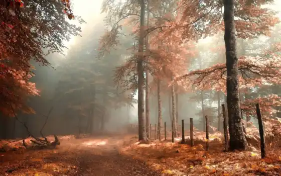 лес, осень, свободный, туманный,