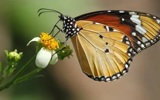 монарх, бабочка
