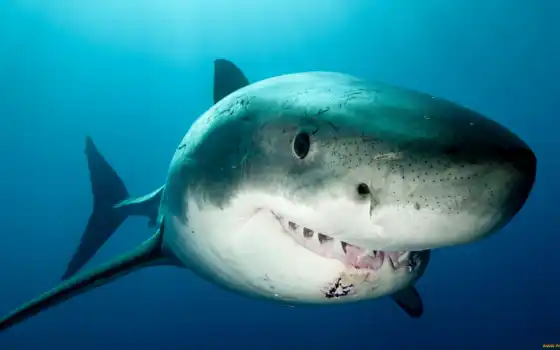 , акула, море, зубы