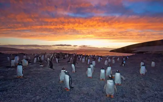 gentoo, пингвины, реквизиты, антарктида, заявка, чары,