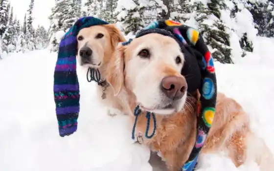разное, собаки, зима, шапки, 