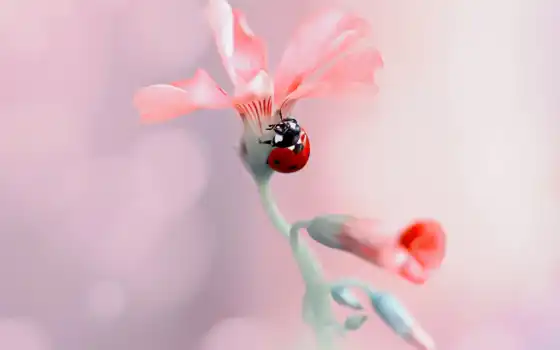 фон, ladybug, цветы, насекомое, коровка, spot, handpick, cool