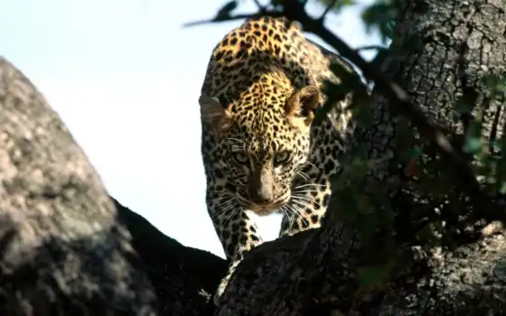 леопард, охота, взгляд, крастись, дерево