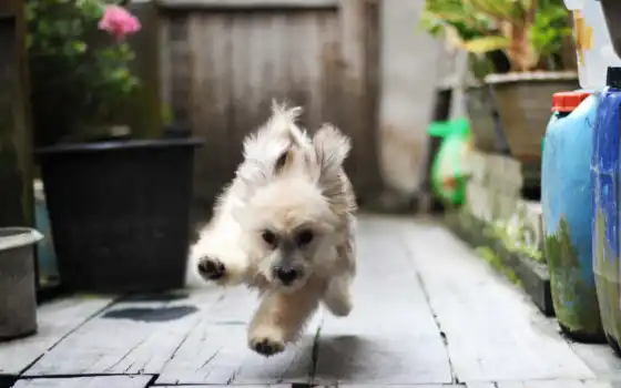 собака, прыжок