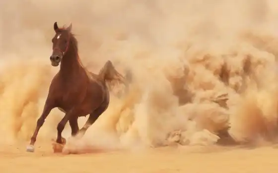 бег, лошадь, кон, песок, пыль, бежит, 
