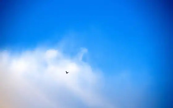 ,облака,птица,голубой,небо,