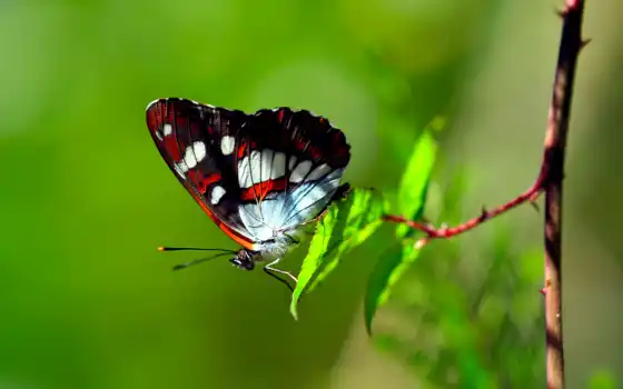 бабочки, бабочками, butterflies, красивые, сегодня, зарядимся, бабочка, красивых, фотографий, позитивом, 