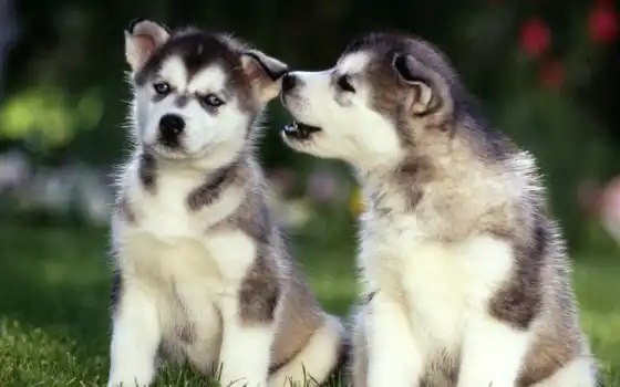 обои на рабочий стол, красивые картинки, картинки для ipad, обои для android