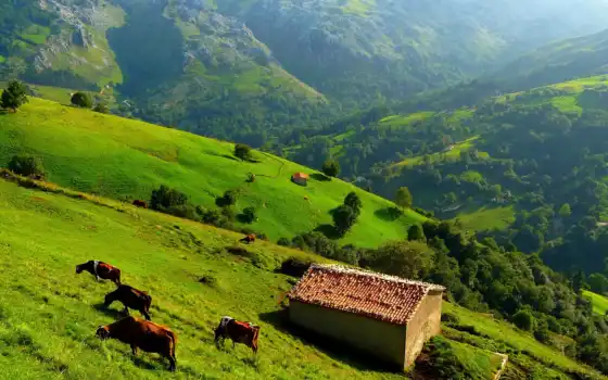 взгляд, hills, трава, mountains, trees, cow, природа, landscape, house