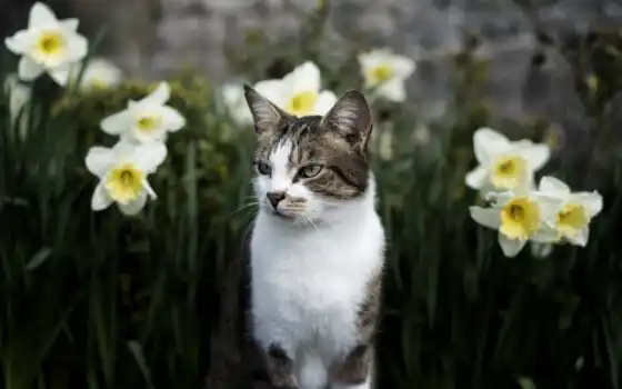 кот, цветы, весна
