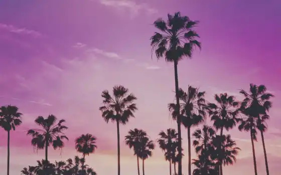 дерево, palm, закат