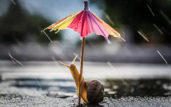 дождь, зонтик, oir