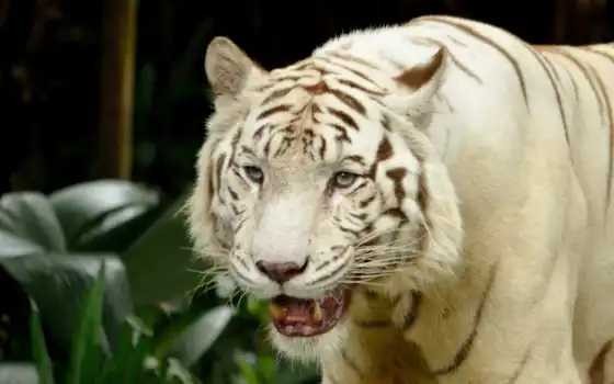 , тигр, белый, хищник,