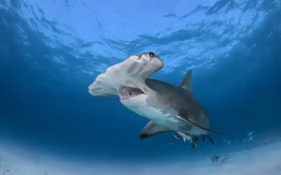 акула, great, white, hammerhead,  sharks,