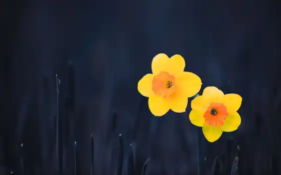 daffodil, загрузка, необходимые, красивые, выбор, разрешение, желтый, тон