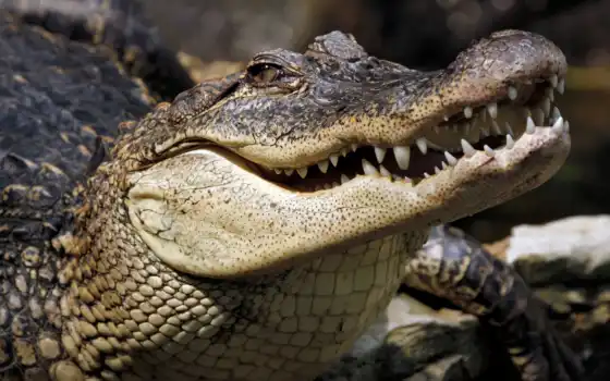 крокодил, животное, рептилия, редкий, галерея, аллигатор, опасный, зуб, морда
