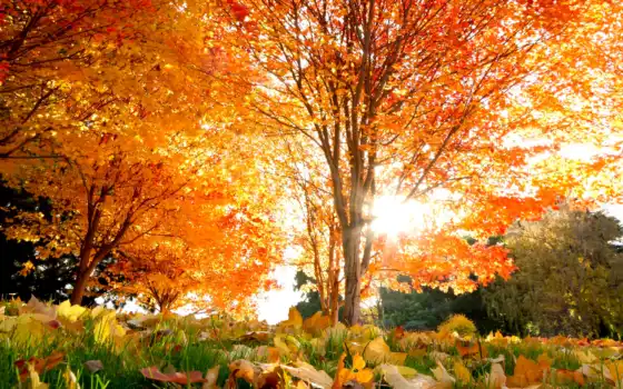 осень, деревья, клены, ли, собственно, осенние, место, племя,
